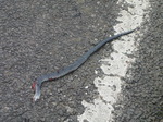 20100426 Run over snake